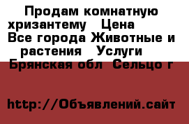 Продам комнатную хризантему › Цена ­ 250 - Все города Животные и растения » Услуги   . Брянская обл.,Сельцо г.